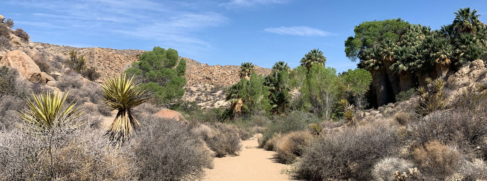 Joshua Tree National Park Trails