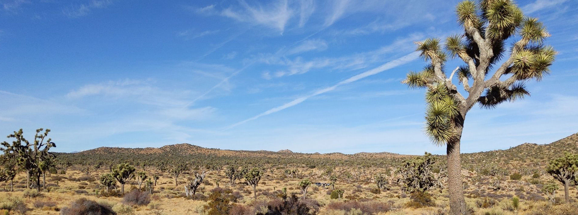 Joshua Tree National Park Trails