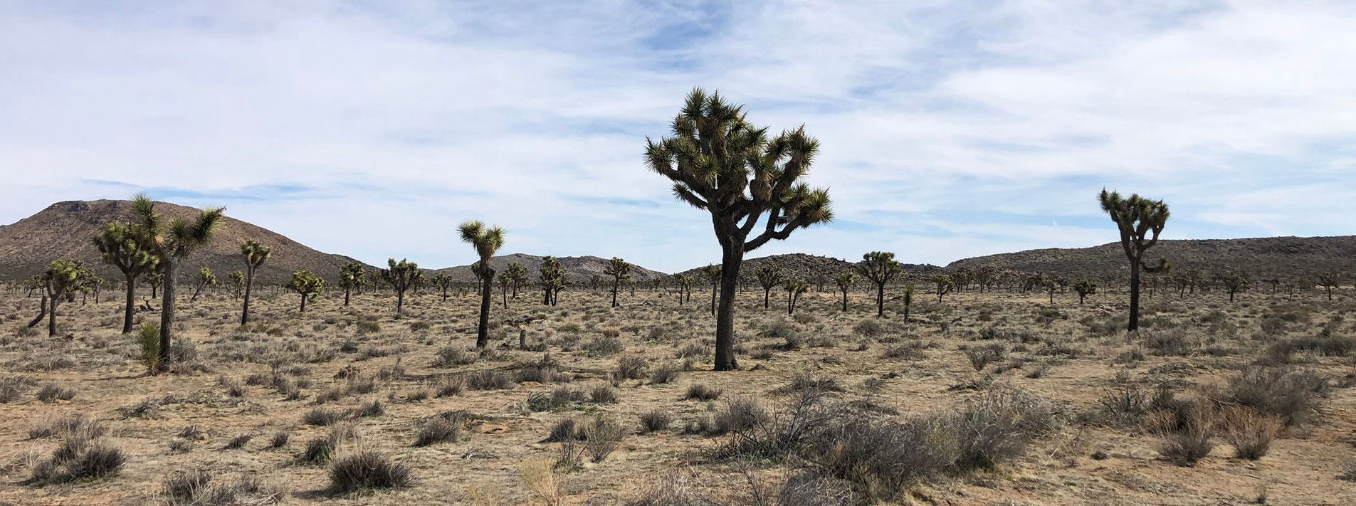 Joshua Tree National Park Trails