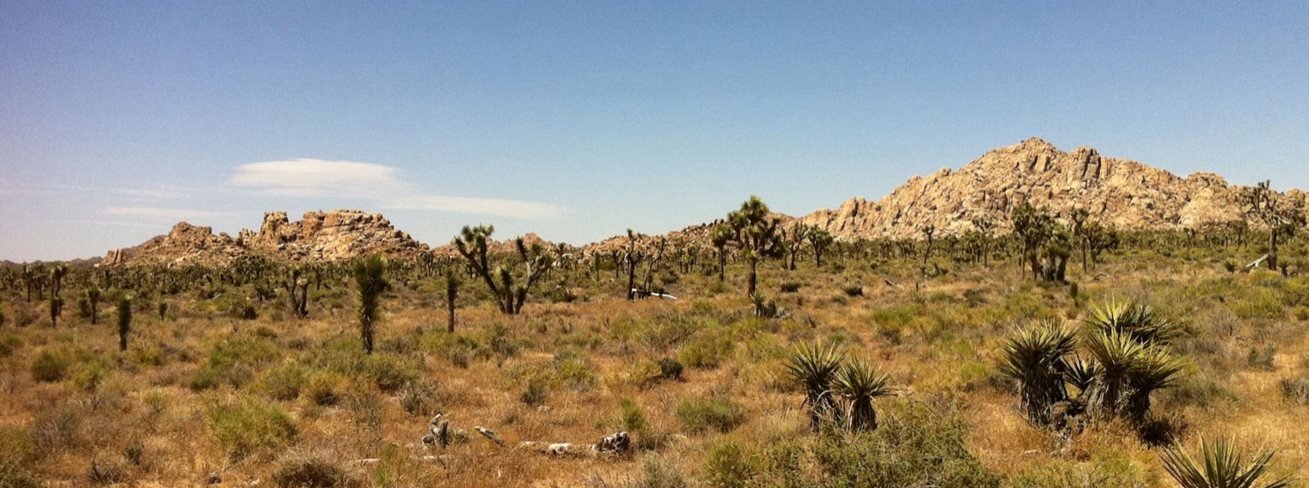 Joshua Tree National Park Trails