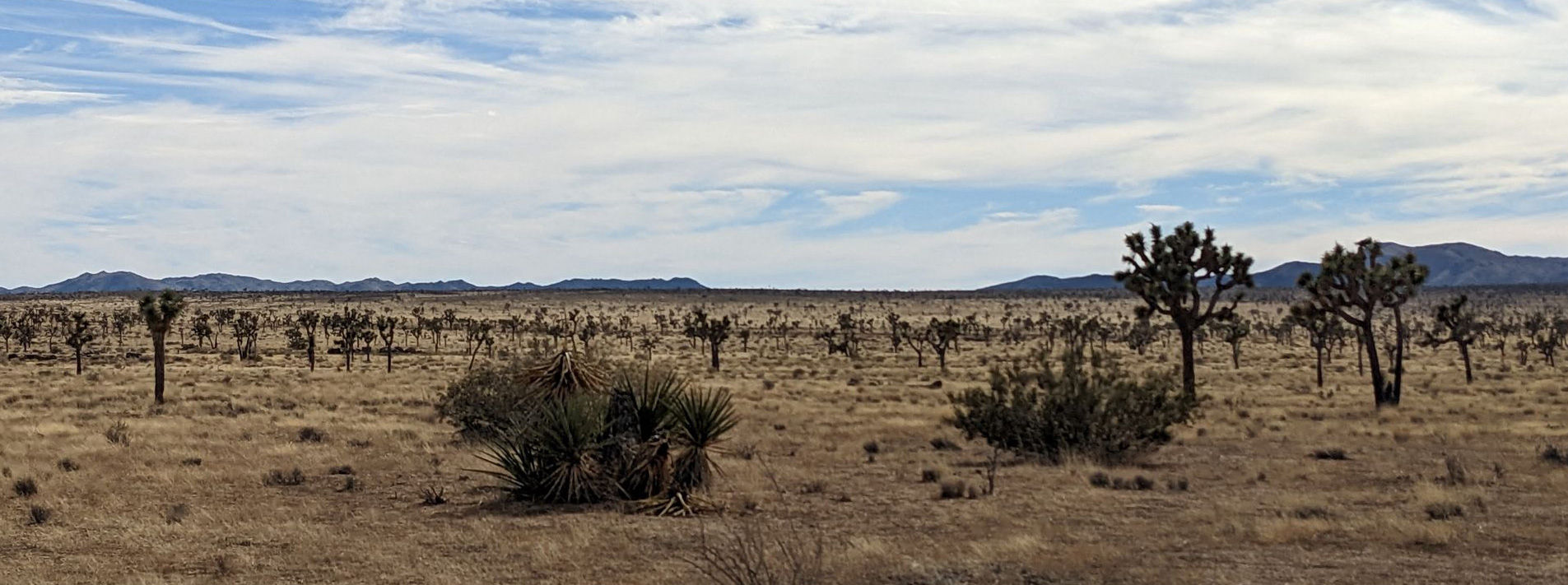 Joshua Tree National Park Trails