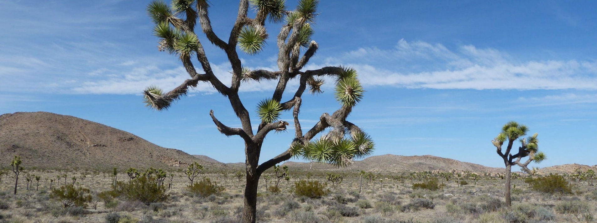 Joshua Tree National Park Trails