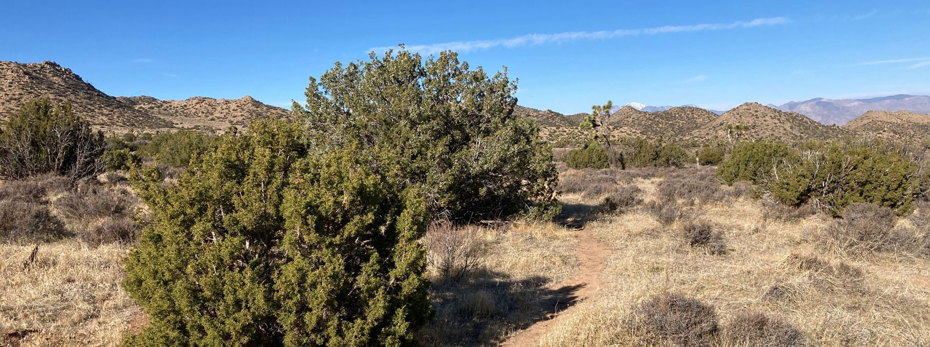 Joshua Tree National Park Trails
