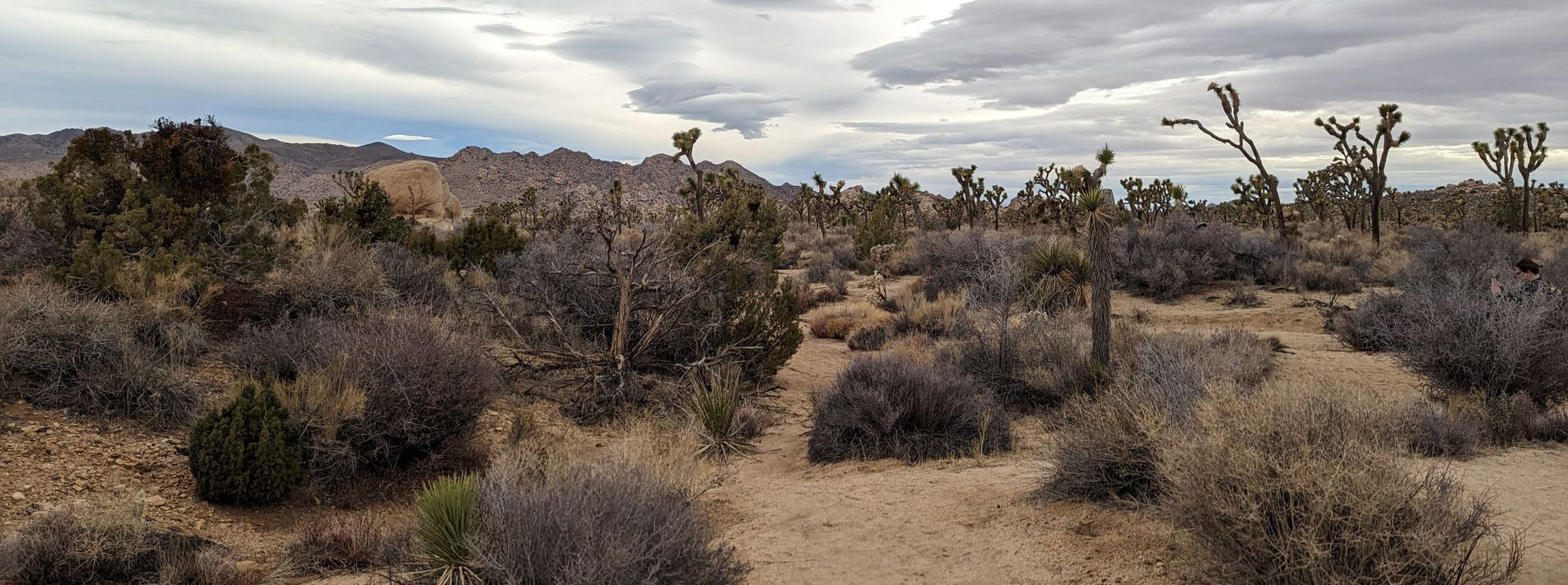 Joshua Tree National Park Trails