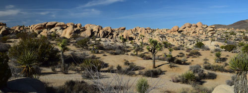 Joshua Tree National Park Trails