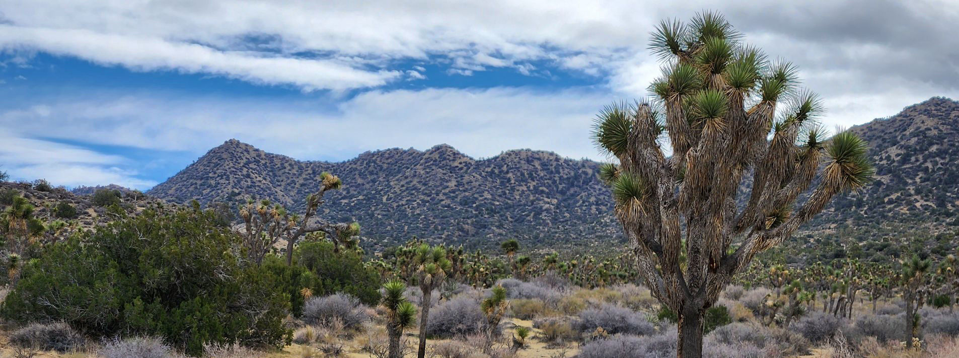 Joshua Tree National Park Trails
