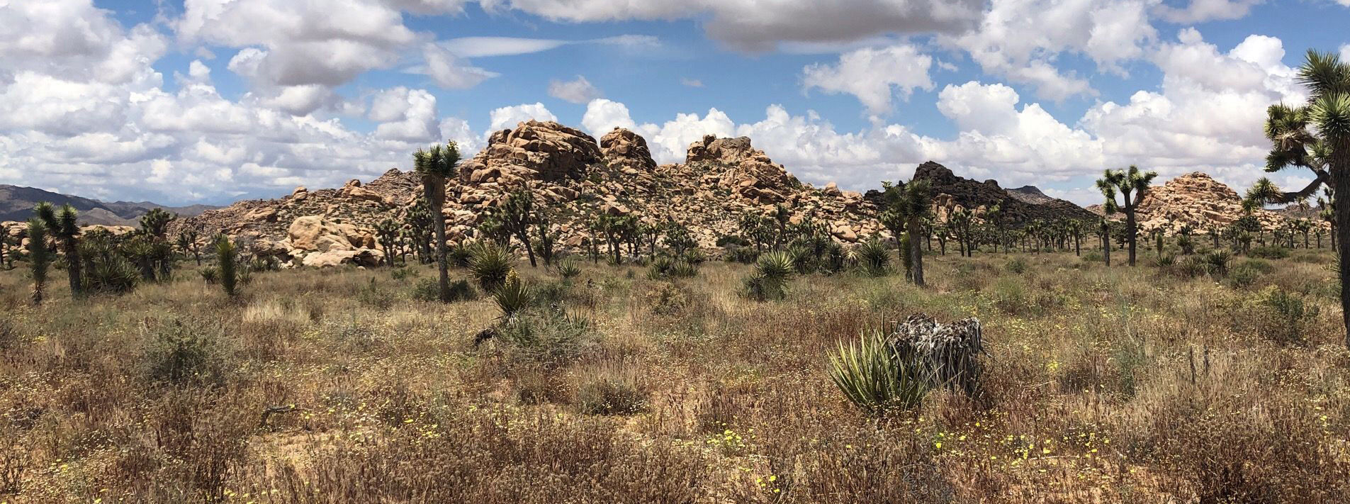 Joshua Tree National Park Trails