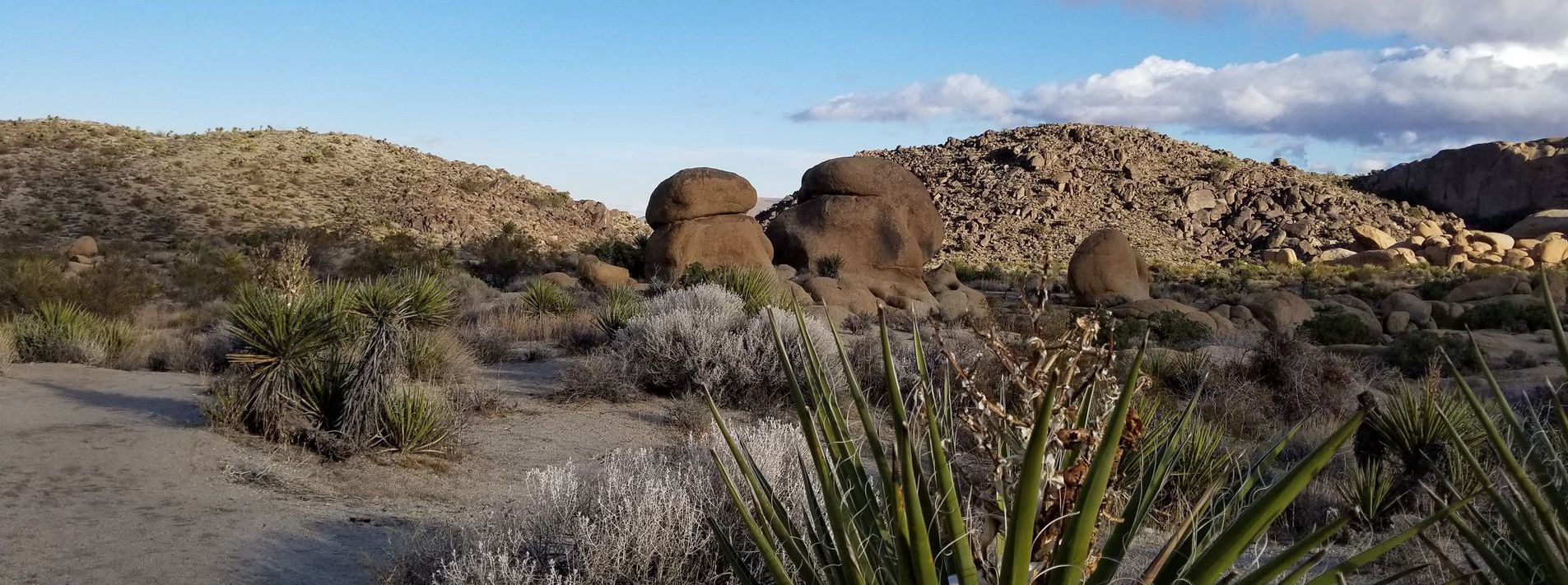 Joshua Tree National Park Trails