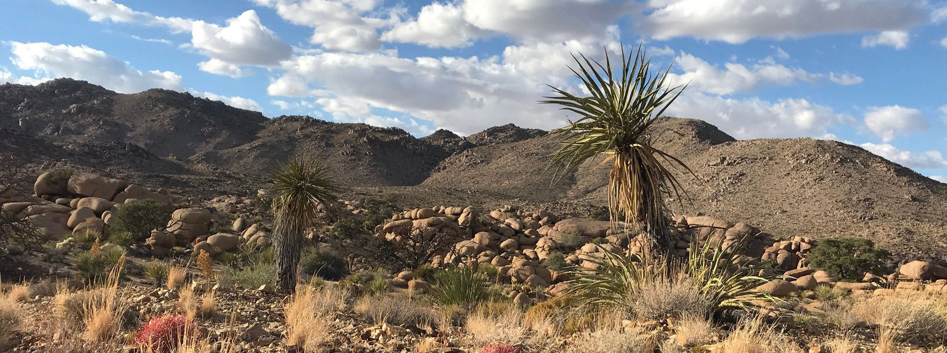 Joshua Tree National Park Trails