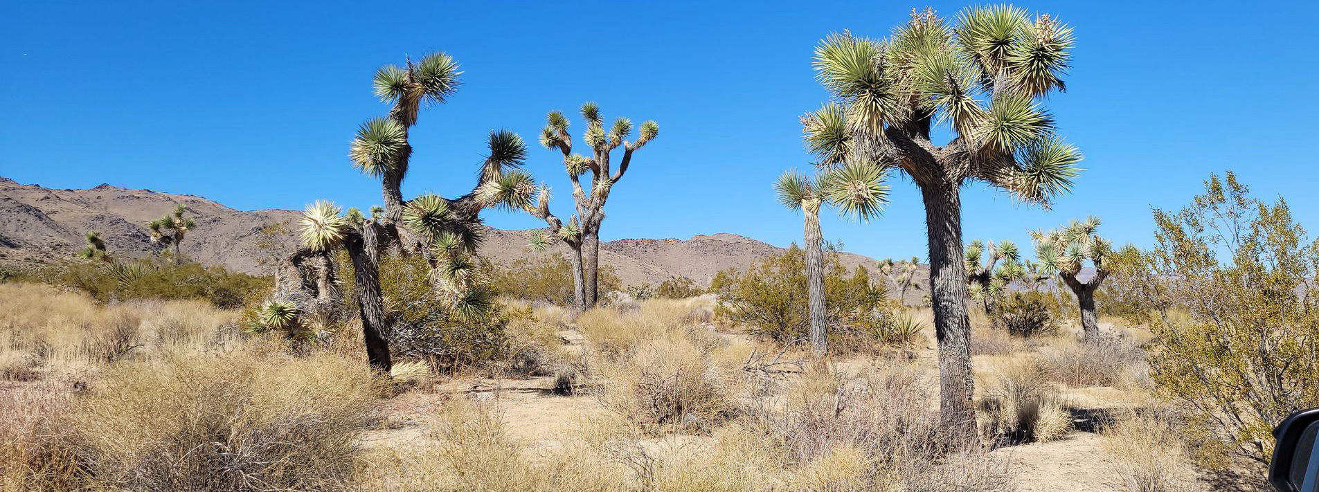 Joshua Tree National Park Trails