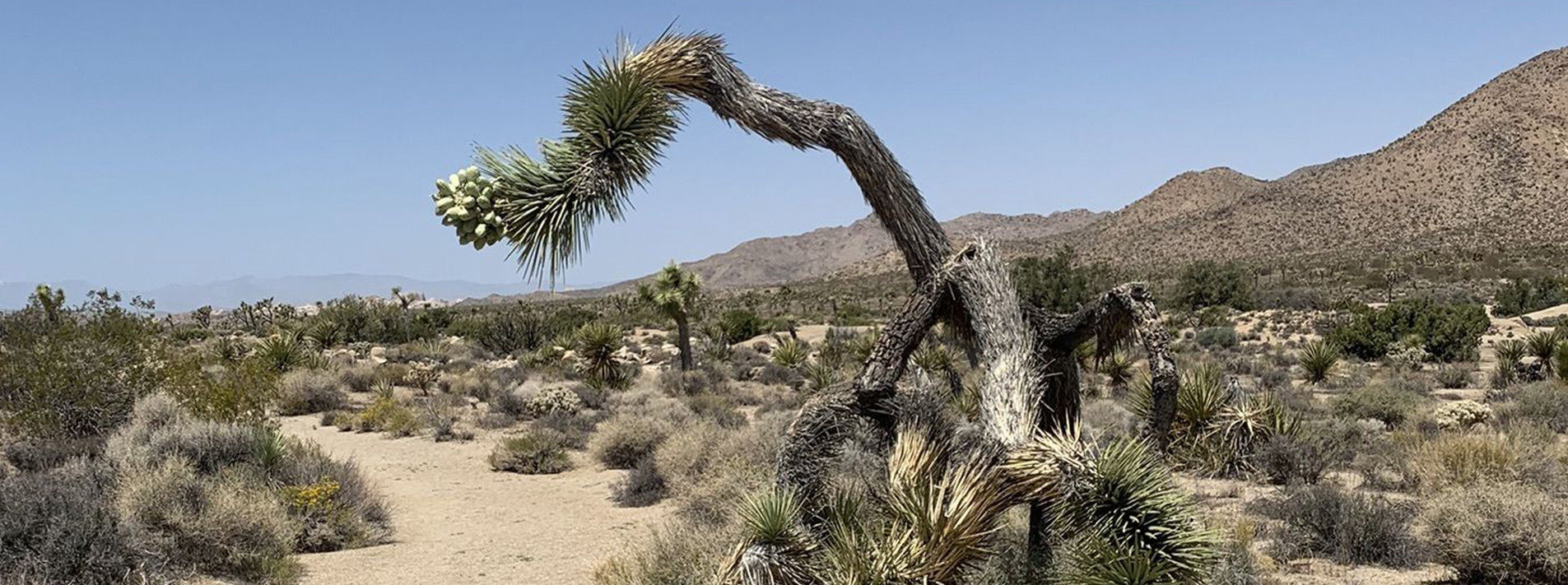 Joshua Tree National Park Trails