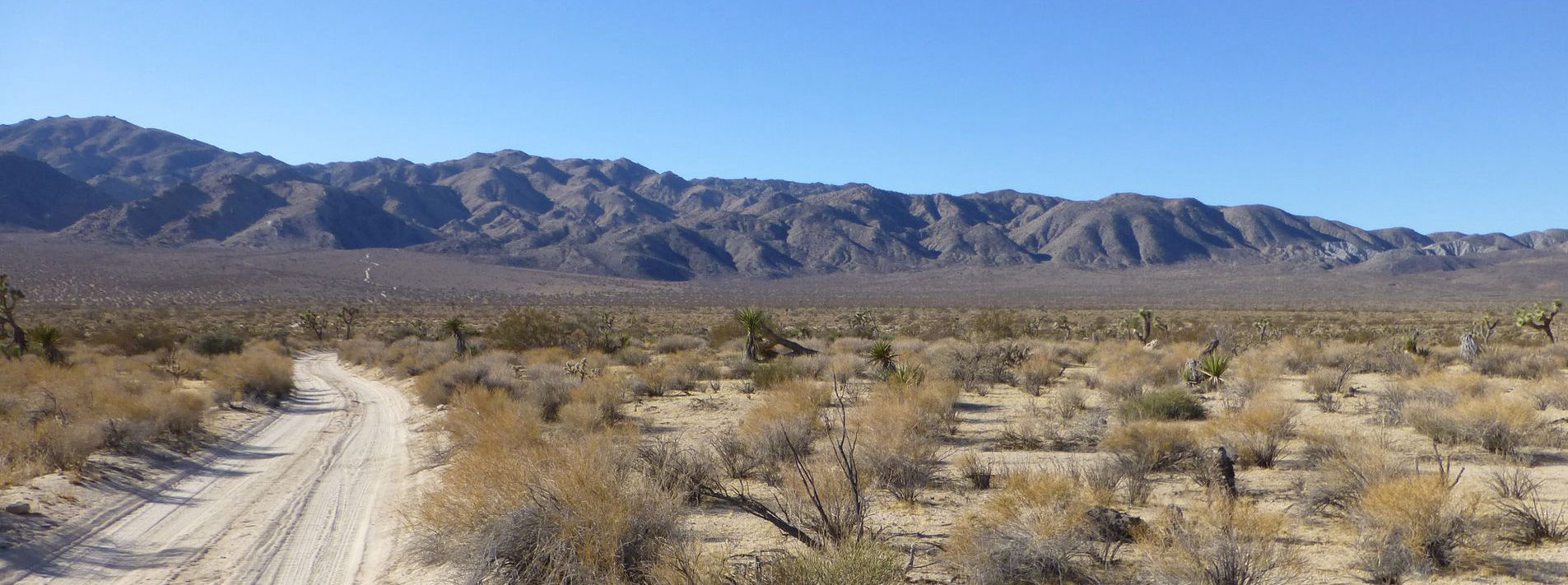 Joshua Tree National Park Trails