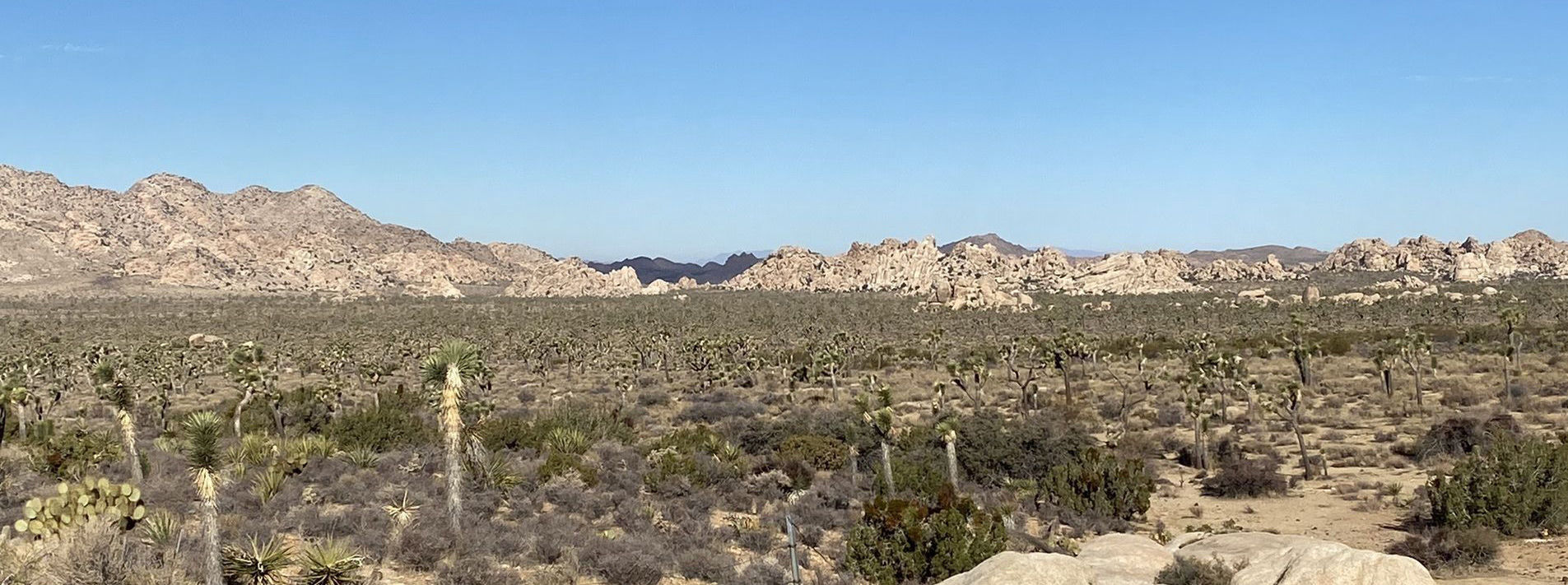 Joshua Tree National Park Trails