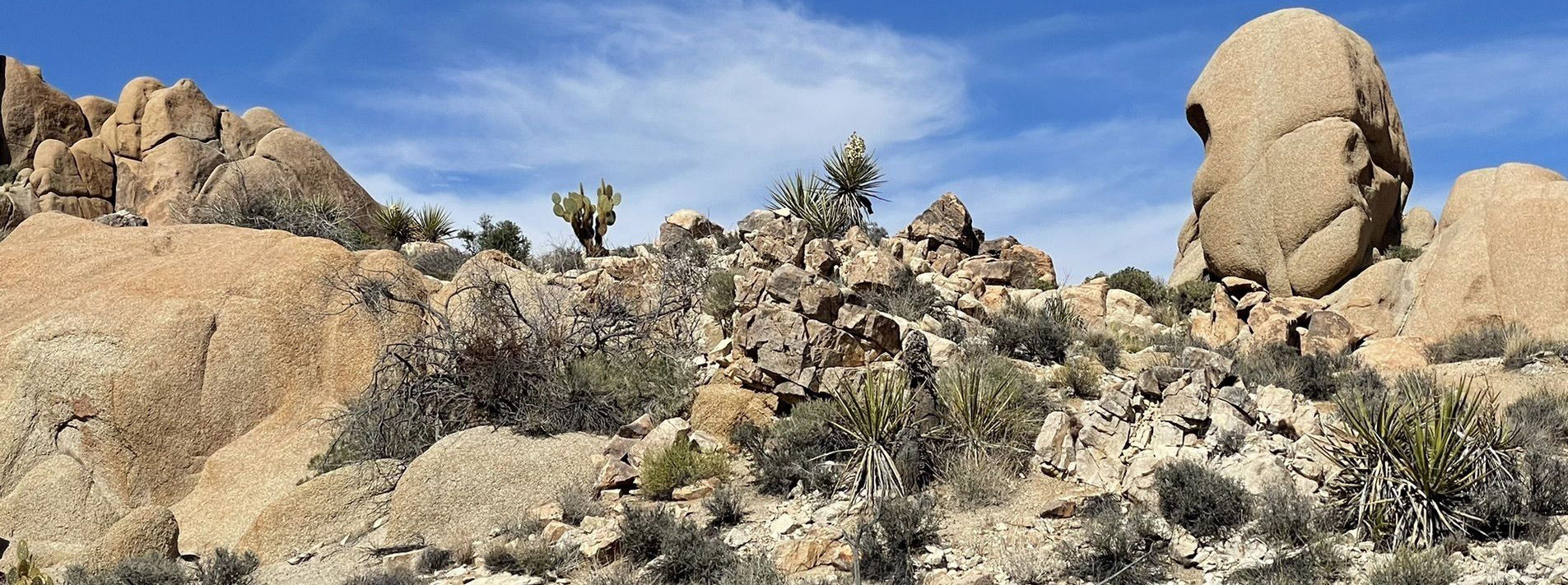 Joshua Tree National Park Trails