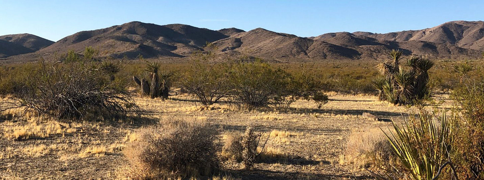 Joshua Tree National Park Trails