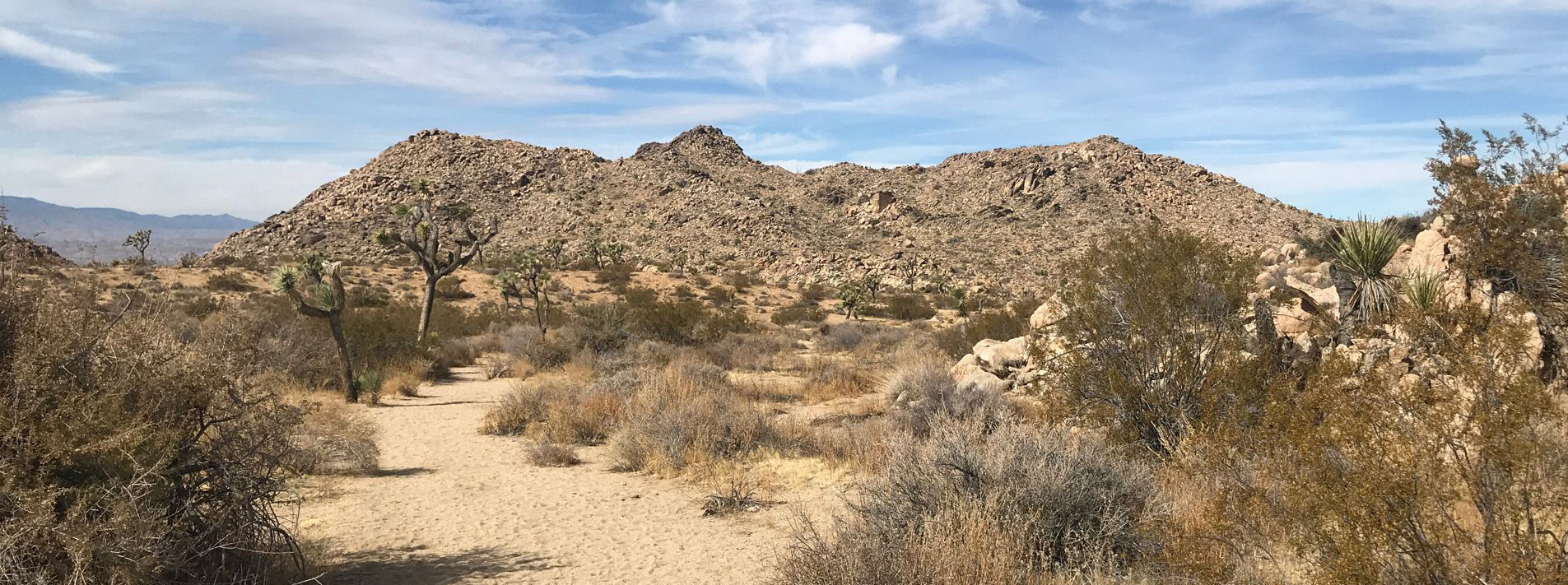 Joshua Tree National Park Trails