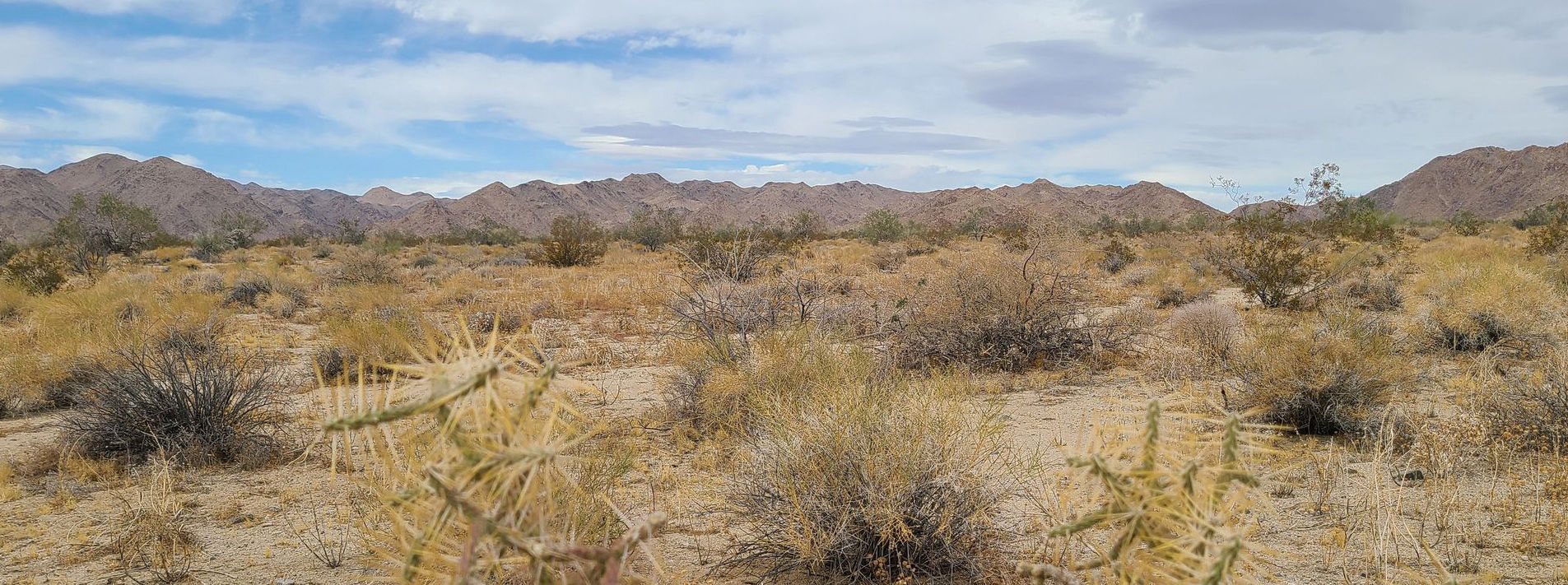 Joshua Tree National Park Trails