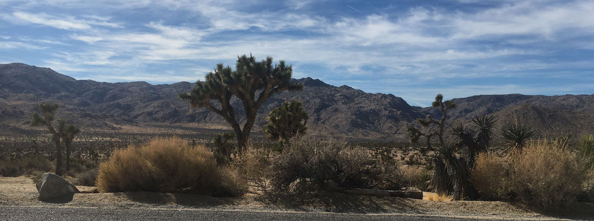 Joshua Tree National Park Trails