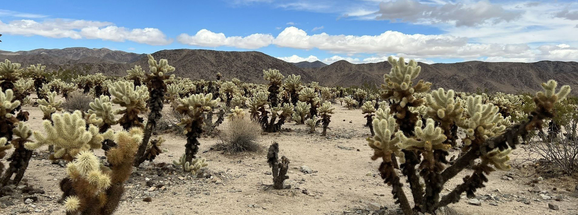 Joshua Tree National Park Trails