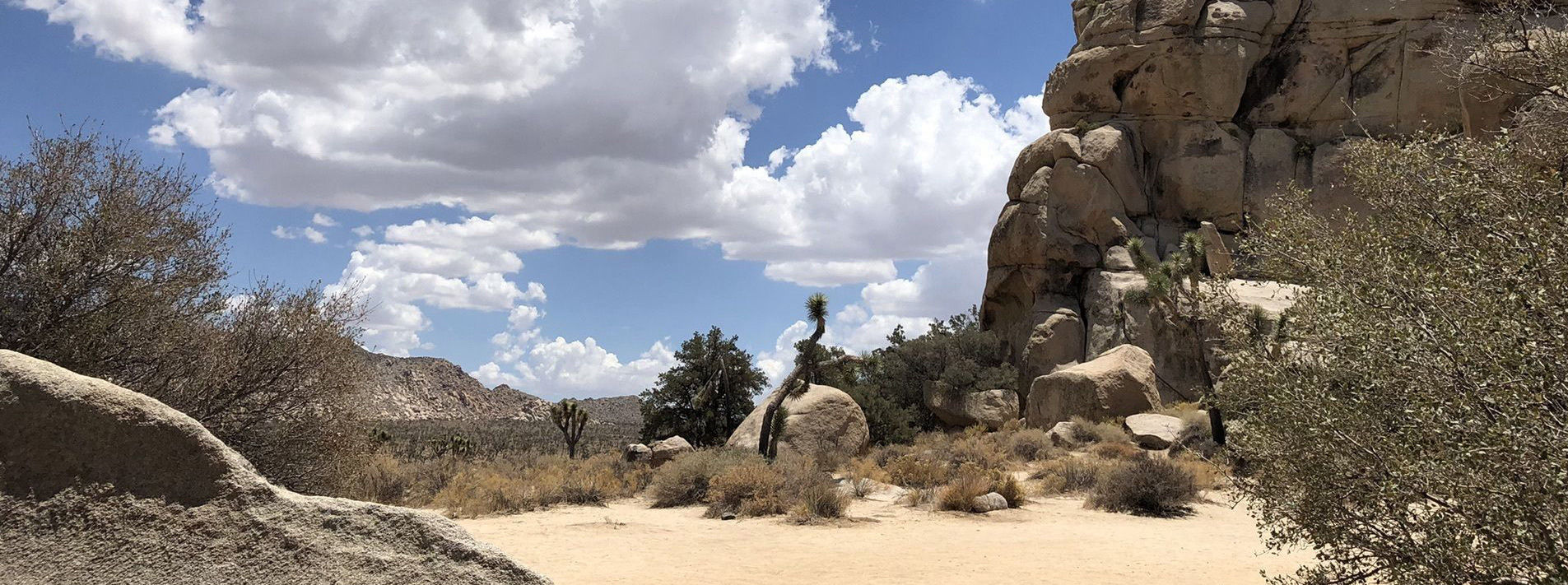 Joshua Tree National Park Trails