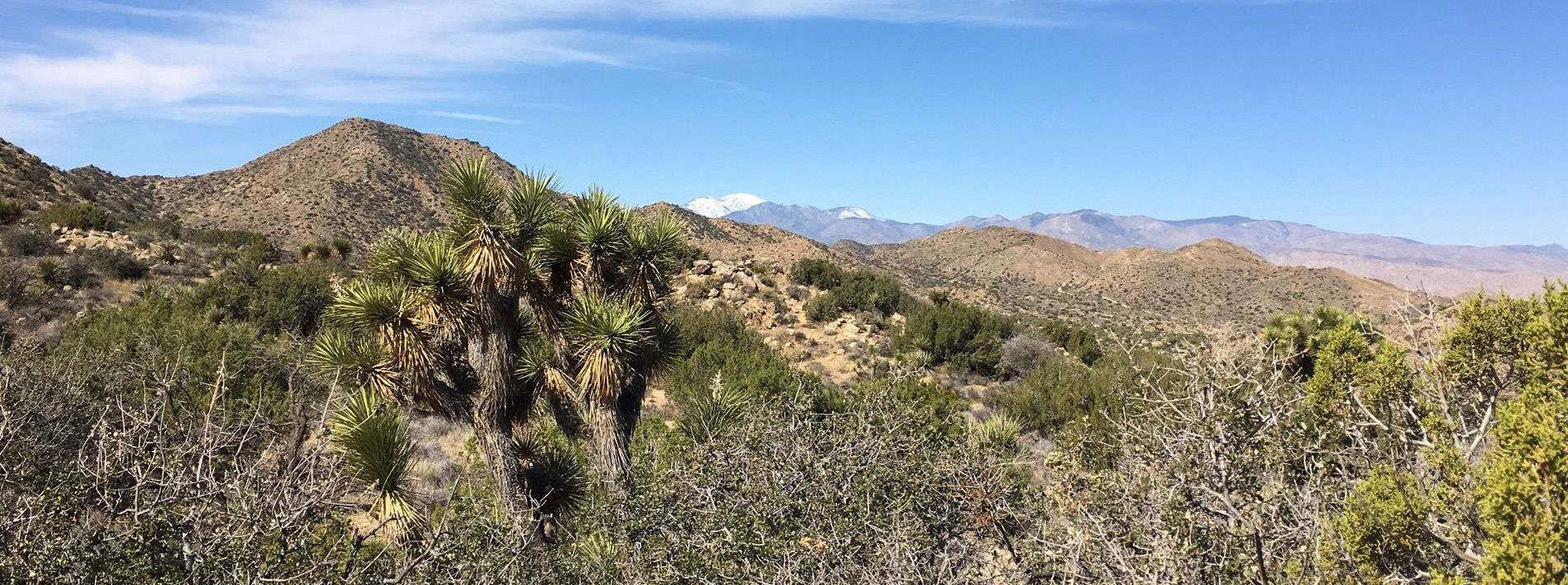 Joshua Tree National Park Trails