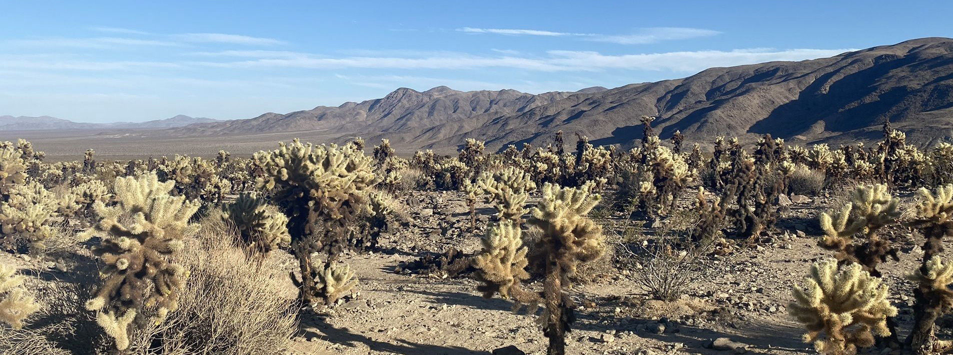 Joshua Tree National Park Trails