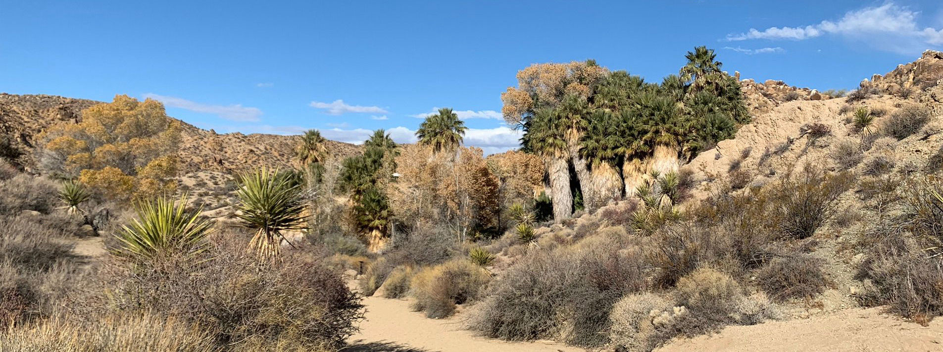 Joshua Tree National Park Trails