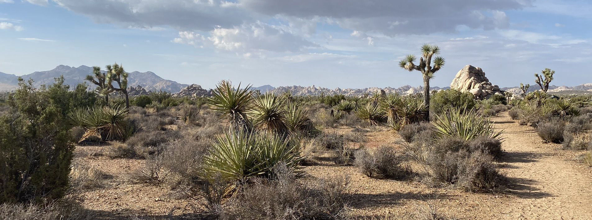 Joshua Tree National Park Trails