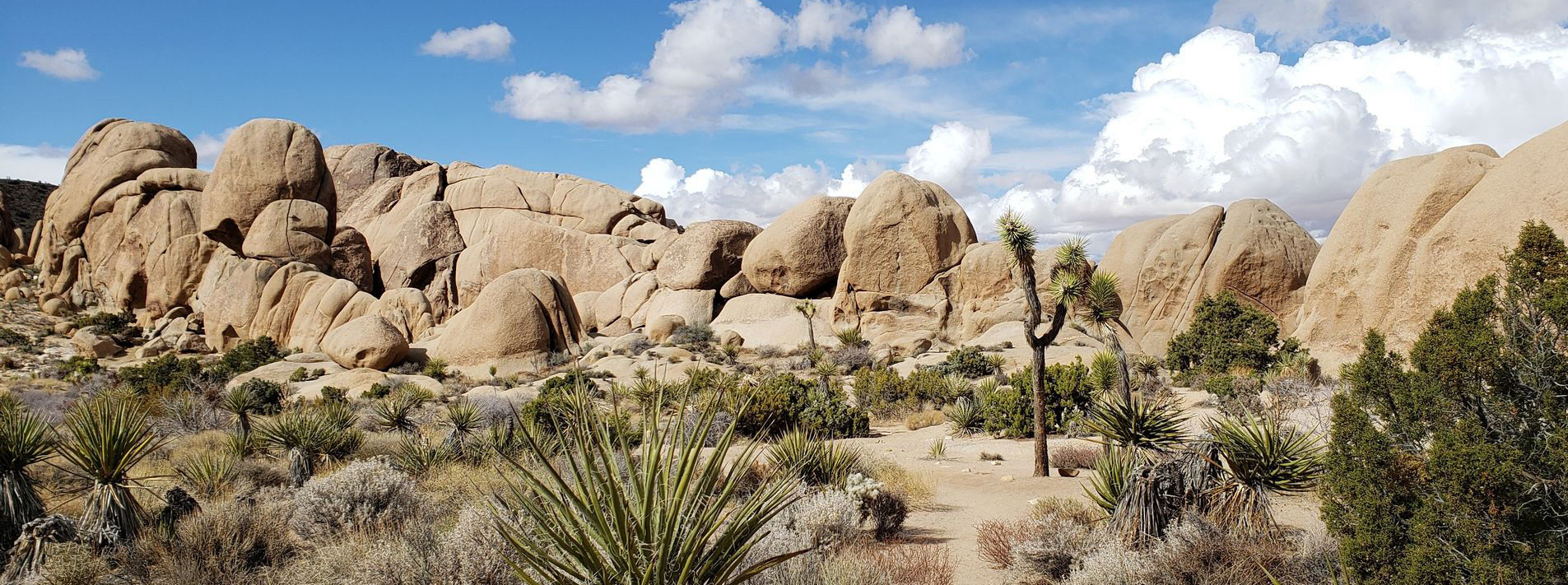 Joshua Tree National Park Trails