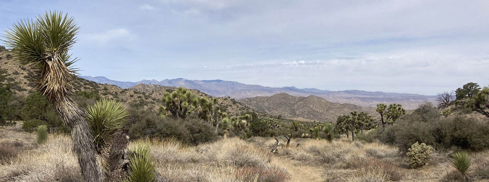 Joshua Tree National Park Trails