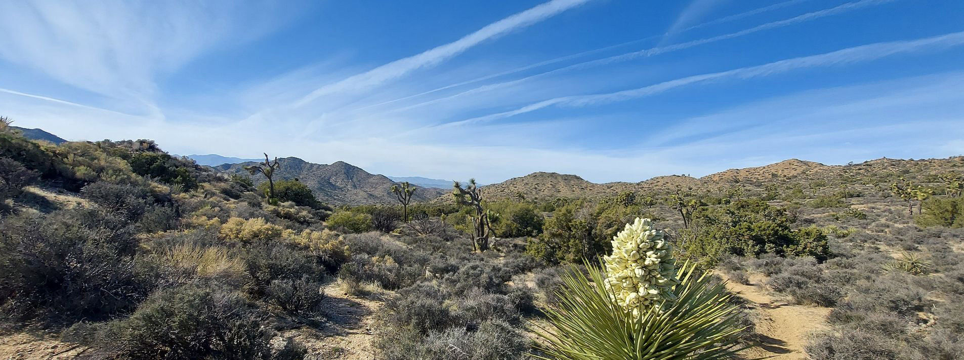 Joshua Tree National Park Trails